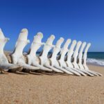 Urlaub Portugal • Algarve Faro (Ratgeber)