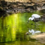 Urlaub Singapur Sungei Buloh Wetland Reserve (Sehenswürdigkeiten)