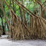 Urlaub Thailand Koh Phi Phi Don Tonsai Bay (Sehenswürdigkeiten)