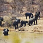 Urlaub Ghana Mole National Park (Sehenswürdigkeiten)