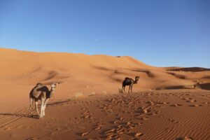 Urlaub Marokko • Merzouga (Sehenswürdigkeiten)