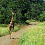 Urlaub Südafrika • Kruger Nationalpark (Sehenswürdigkeiten)