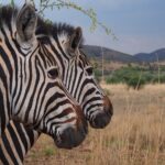 Urlaub Südafrika • Pilanesberg Nationalpark (Sehenswürdigkeiten)